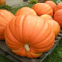 Pumpkins, Pumpkins and More Pumpkins!