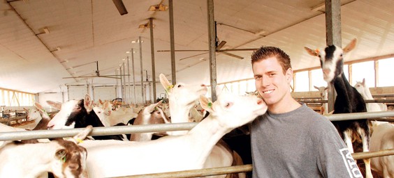 Why Dairy Goats’ Demand for Milk is Strong